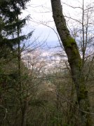 4.1.06 Dogwood & Alder Trail in Forest Park 027 